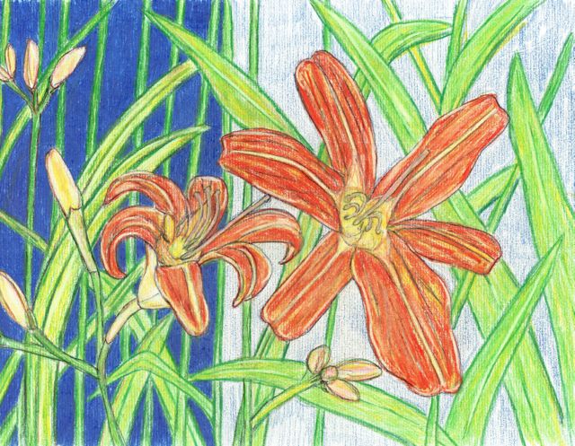 lily001