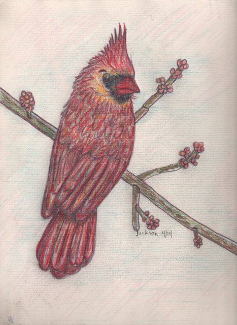 cardinal01